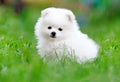 Best Dog Car Kennels for Safe & Comfortable Pet Travel