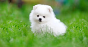 Best Dog Car Kennels for Safe & Comfortable Pet Travel